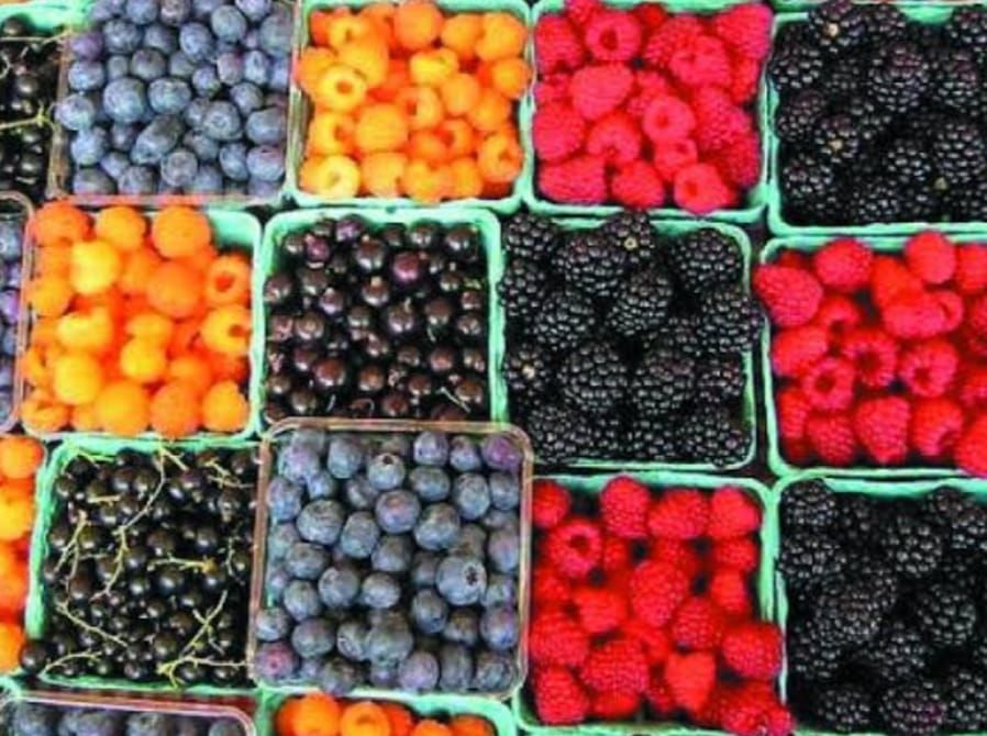 Canastillas de zarzamora, frambuesa, arándano y otras berries