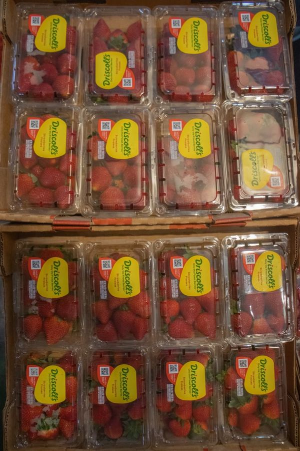 Charolas de fresas empacadas dentro de cajas de cartón